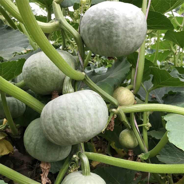 Silver Chestnut Pumpkin Seeds, 10 Seeds