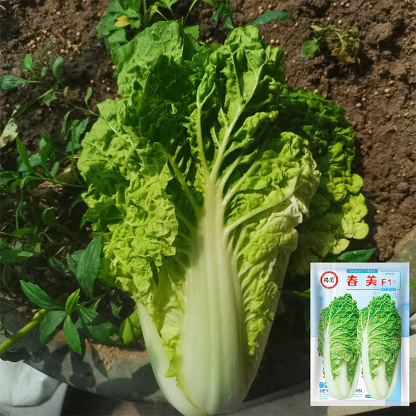 Chunmei F1 Hybrid Chinese Cabbage Seeds, 5g