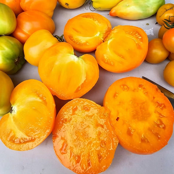 883 Golden Fashionista Tomato, 5 Seeds