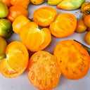 883 Golden Fashionista Tomato, 5 Seeds