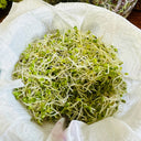 Clean Alfalfa Sprouting Seeds, 30 Grams ≈ 15000 Seeds