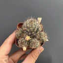 Mammillaria prolifera, 4-5cm