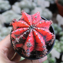 Gymnocalycium mihanovichii variegata 'Oil Painting Peony', 5-7cm
