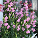 Canterbury Bells, Pink