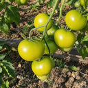 125 Gobstopper Tomato, 5 Seeds