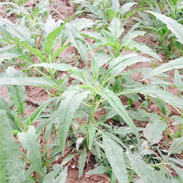 Willow-Leaf White Amaranth Seeds, 250g