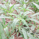 Willow-Leaf White Amaranth Seeds, 250g