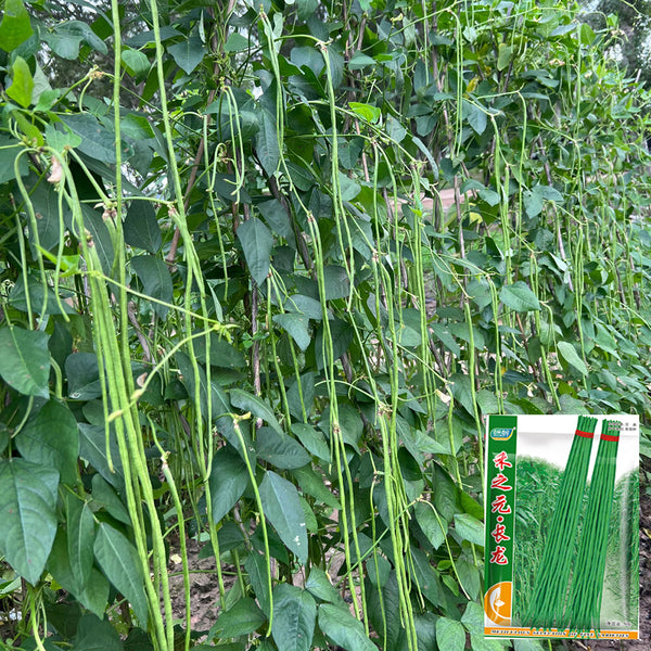 Long Dragon Cowpea Seeds, 50g