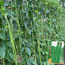 Long Dragon Cowpea Seeds, 50g