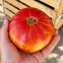 76 Northern Lights Tomato, 5 Seeds