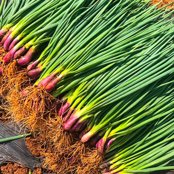 Shouhe Red Skin Scallion, 5g
