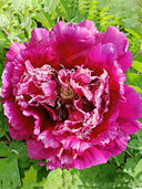 'Hong Hai Yin Bo' Peony Seedling