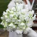 Tall Sweet Pea, White