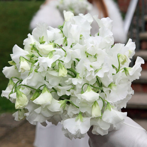 Tall Sweet Pea, White