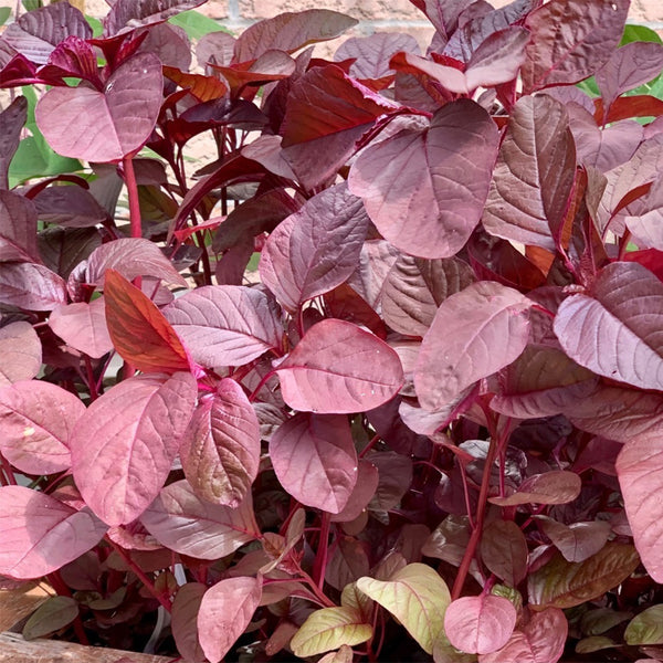 Red Round Leaf Amaranth Seeds, 20g