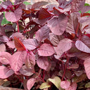 Red Round Leaf Amaranth Seeds, 20g