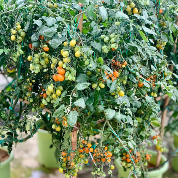 Orange Fountain Tomato Seeds, 5 Seeds