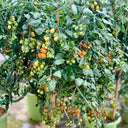 Orange Fountain Tomato Seeds, 5 Seeds