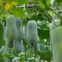 Mini Small Winter Melon No.1 Seeds, 1g