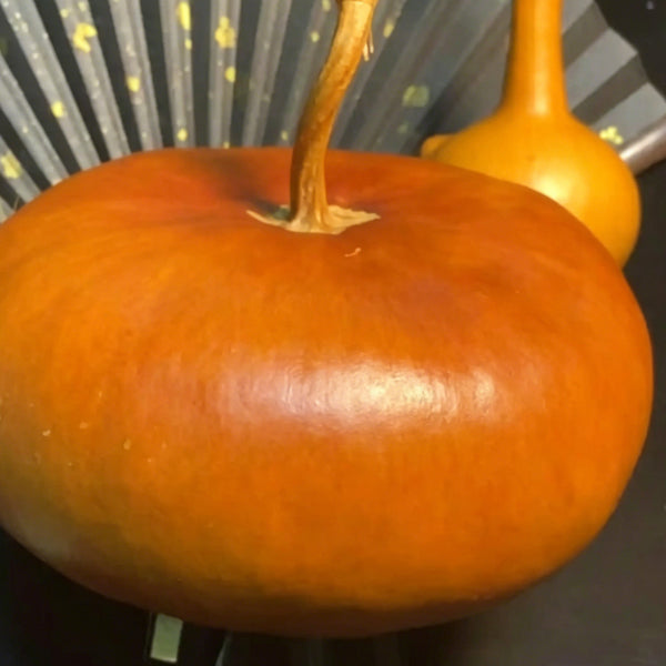Millstone Bottle Gourd, 5 Seeds