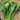 'Nongyan Yellow Flower' Chinese Kale Seeds, 20g