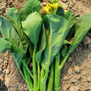 'Nongyan Yellow Flower' Chinese Kale Seeds, 20g