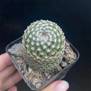Mammillaria matudae, 3-4cm