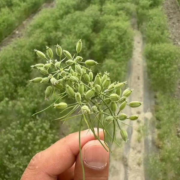 Cumin Seeds, 5 Grams ≈ 2000 ~ 2500 Seeds