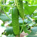 'Cuimei 188' Mini Cucumber, 100 Seeds