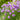 Chives (Allium schoenoprasum) Seeds, 200 Seeds