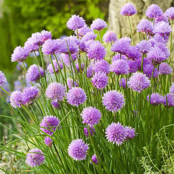Chives (Allium schoenoprasum) Seeds, 200 Seeds