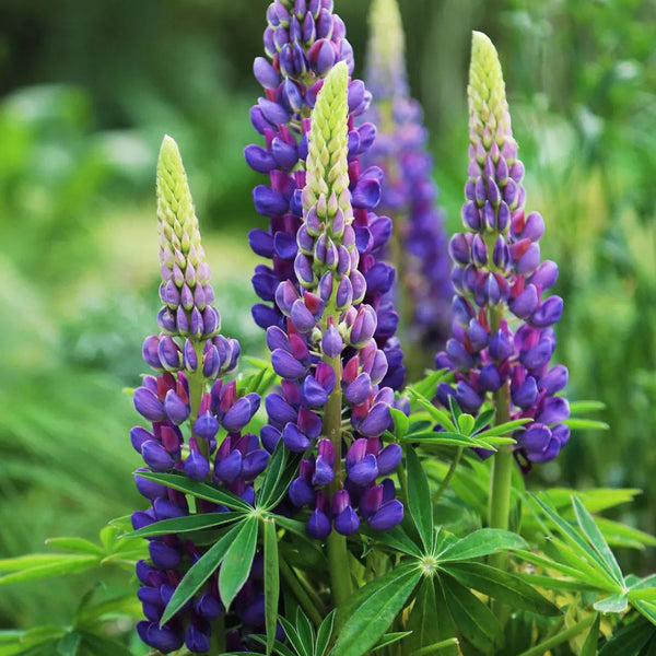Blue Lupin, 100 Seeds