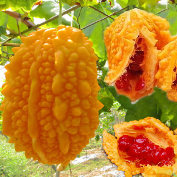 Sweet Ampalaya Bitter Gourd Seeds