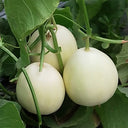 White Sweet Melon Seeds, 2g