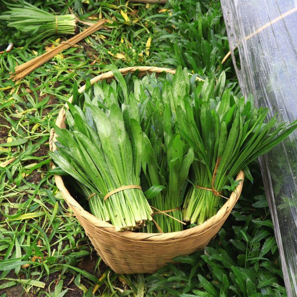 Sawtooth Coriander Seeds, 1000 Seeds