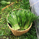 Sawtooth Coriander Seeds, 1000 Seeds