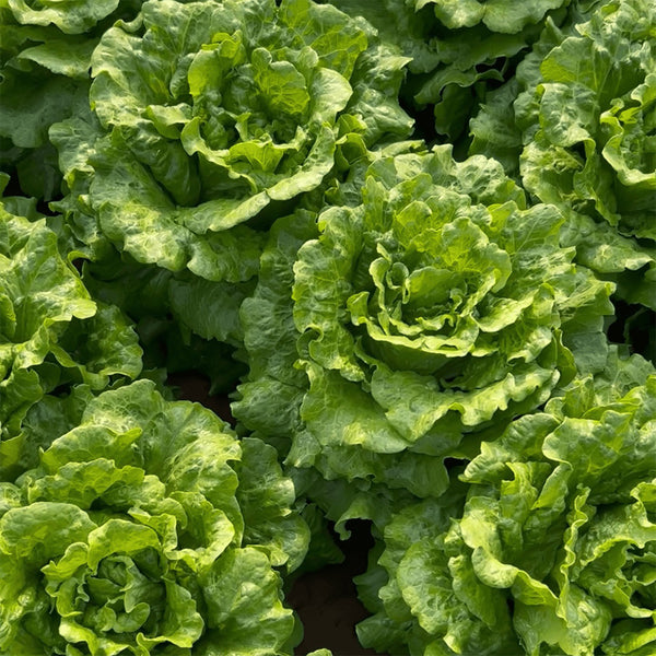 'Lvmei' Italian Lettuce Seeds, 25g