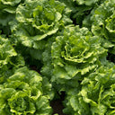 'Lvmei' Italian Lettuce Seeds, 25g