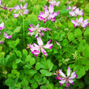 Chinese Milkvetch, 150 Coated Seeds