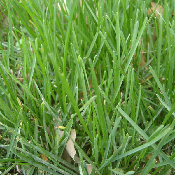 Kentucky Bluegrass Seeds, 50g