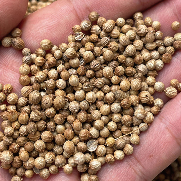 Heat-Tolerant Cilantro Seeds, 20g
