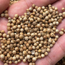 Heat-Tolerant Cilantro Seeds, 20g