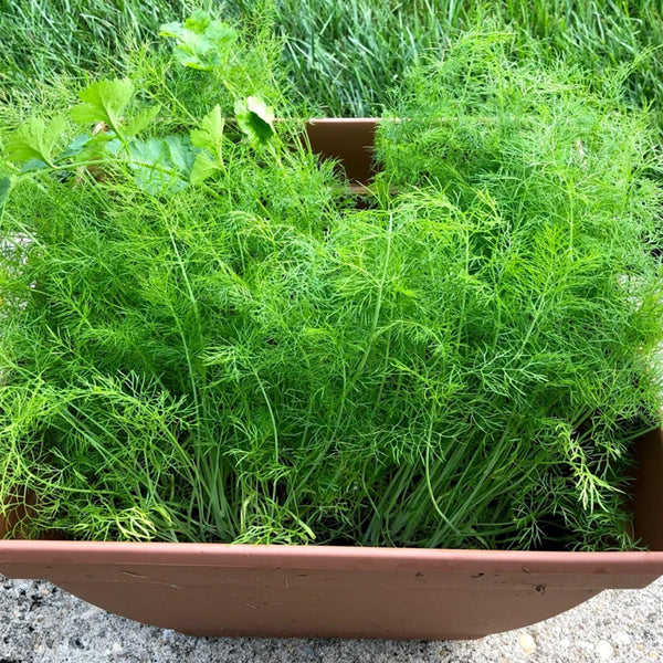 Small Leaf Fennel, 1000 Seeds