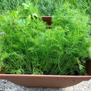 Small Leaf Fennel, 1000 Seeds