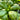 Large-Leaf Chrysanthemum Greens, 1000 Seeds