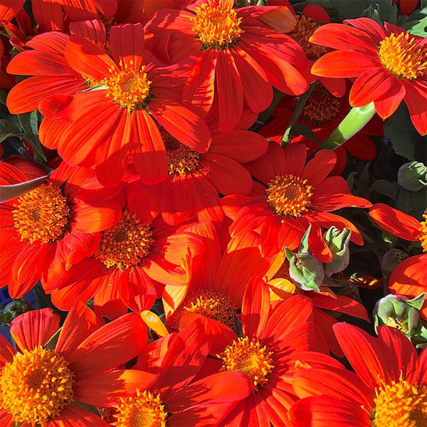 Mexican Sunflower, 200 Seeds
