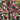 Mixed Color Desert Rose, 20 Seeds