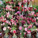 Mixed Color Desert Rose, 20 Seeds