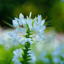 White Spider Flower Seeds, 200 Seeds