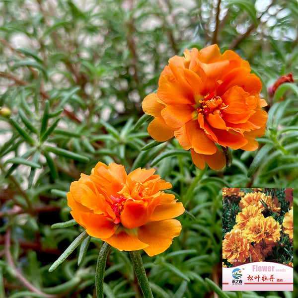 Hezhichun Orange Moss-Rose Purslane Seeds, 1g